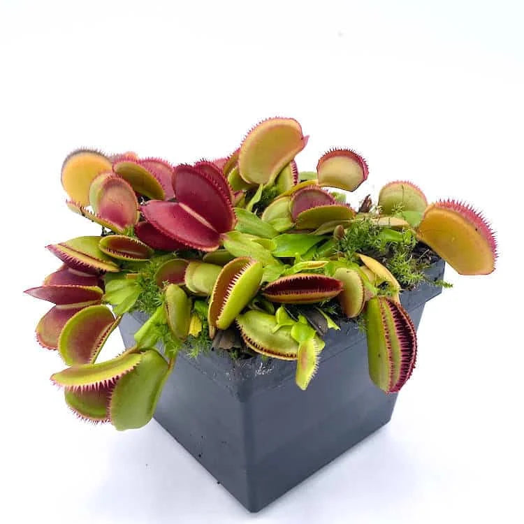 Dionaea muscipula „CK Microdent Red“ 大森食虫植物農園
