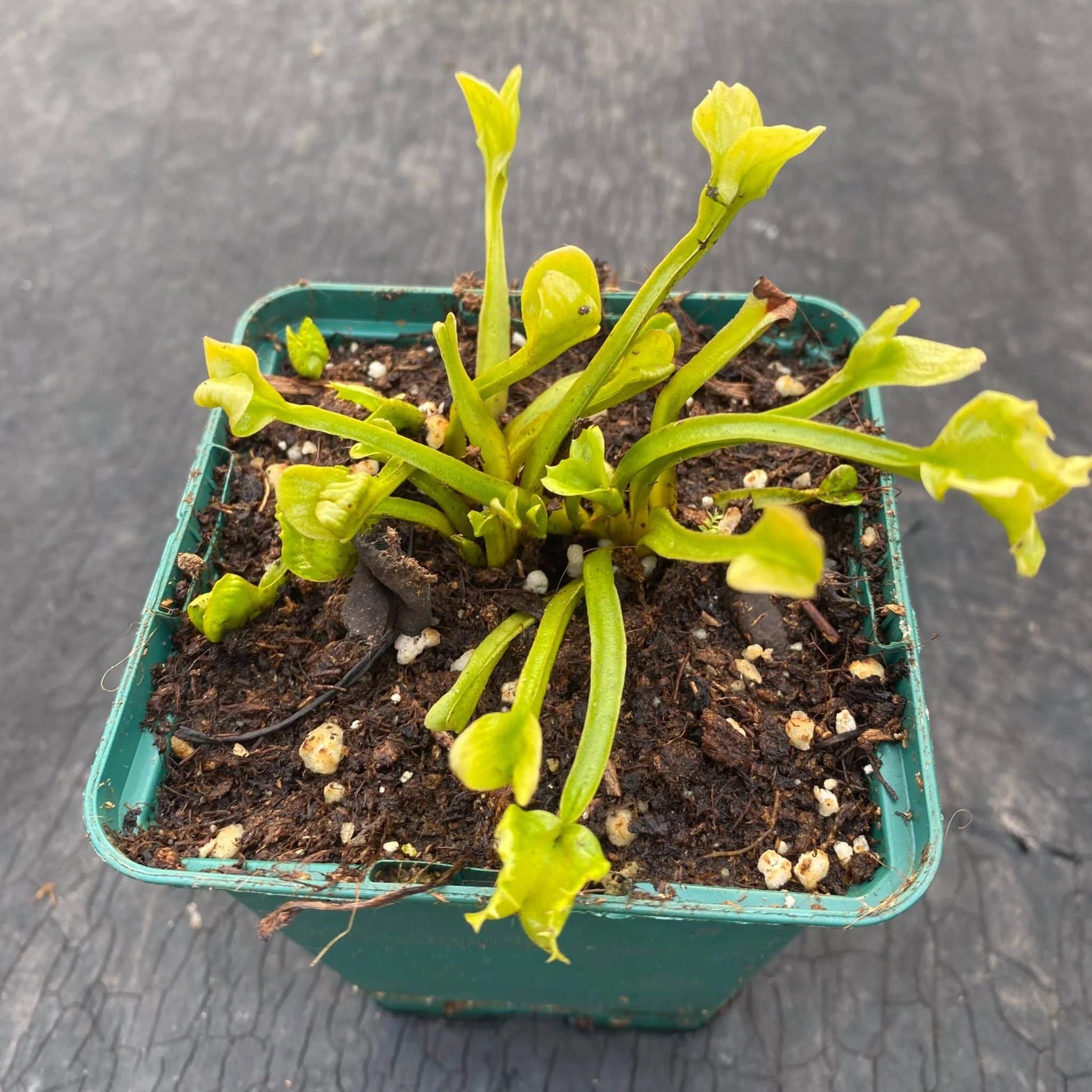 Dionaea muscipula „CK Midget“ 大森食虫植物農園