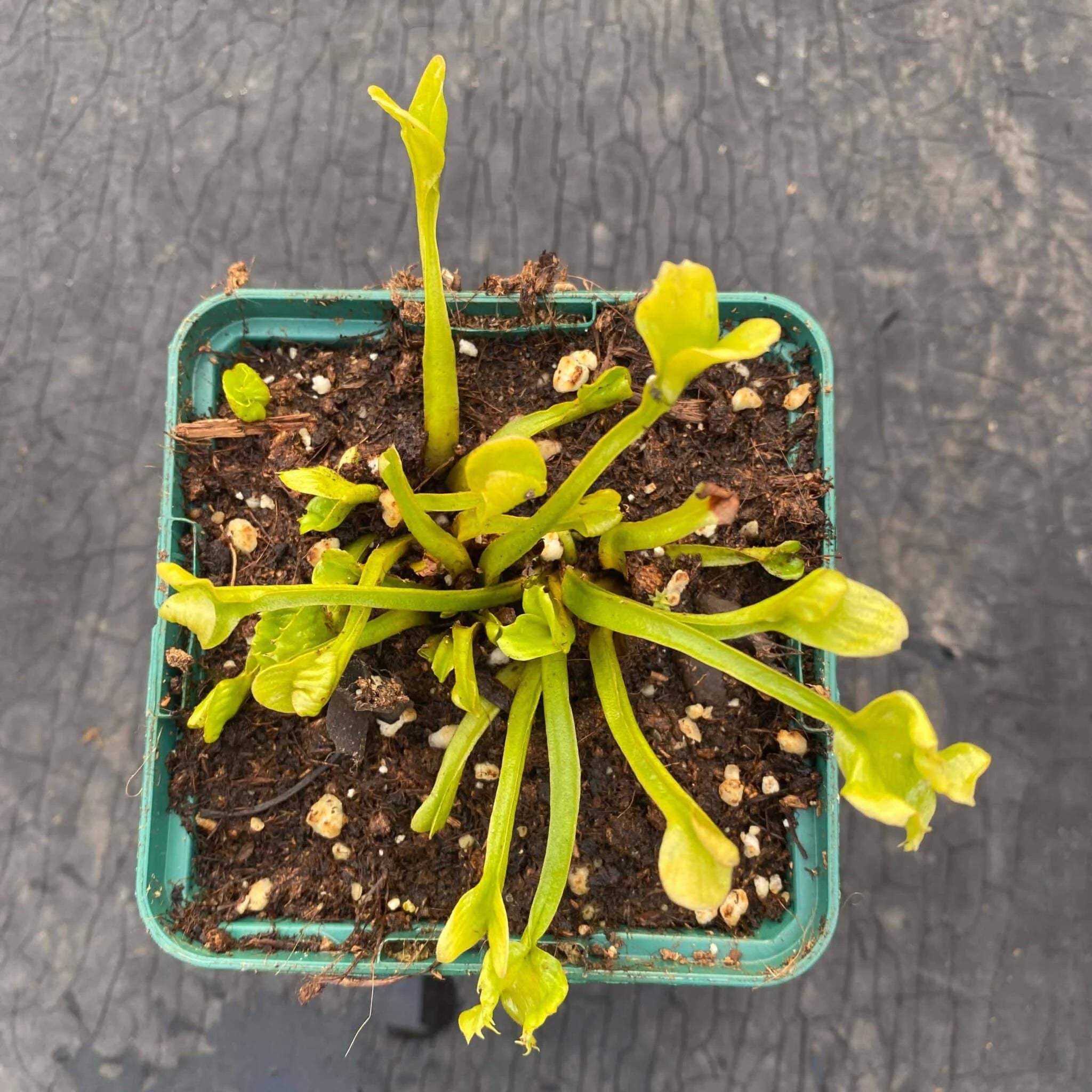 Dionaea muscipula „CK Midget“ 大森食虫植物農園
