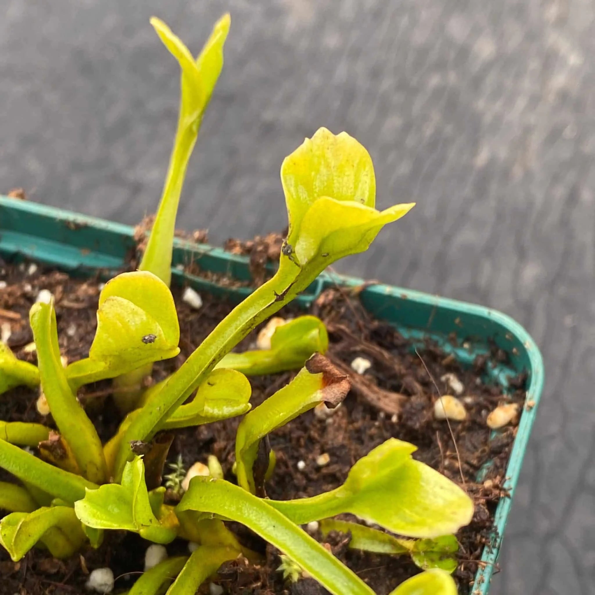 Dionaea muscipula „CK Midget“ 大森食虫植物農園