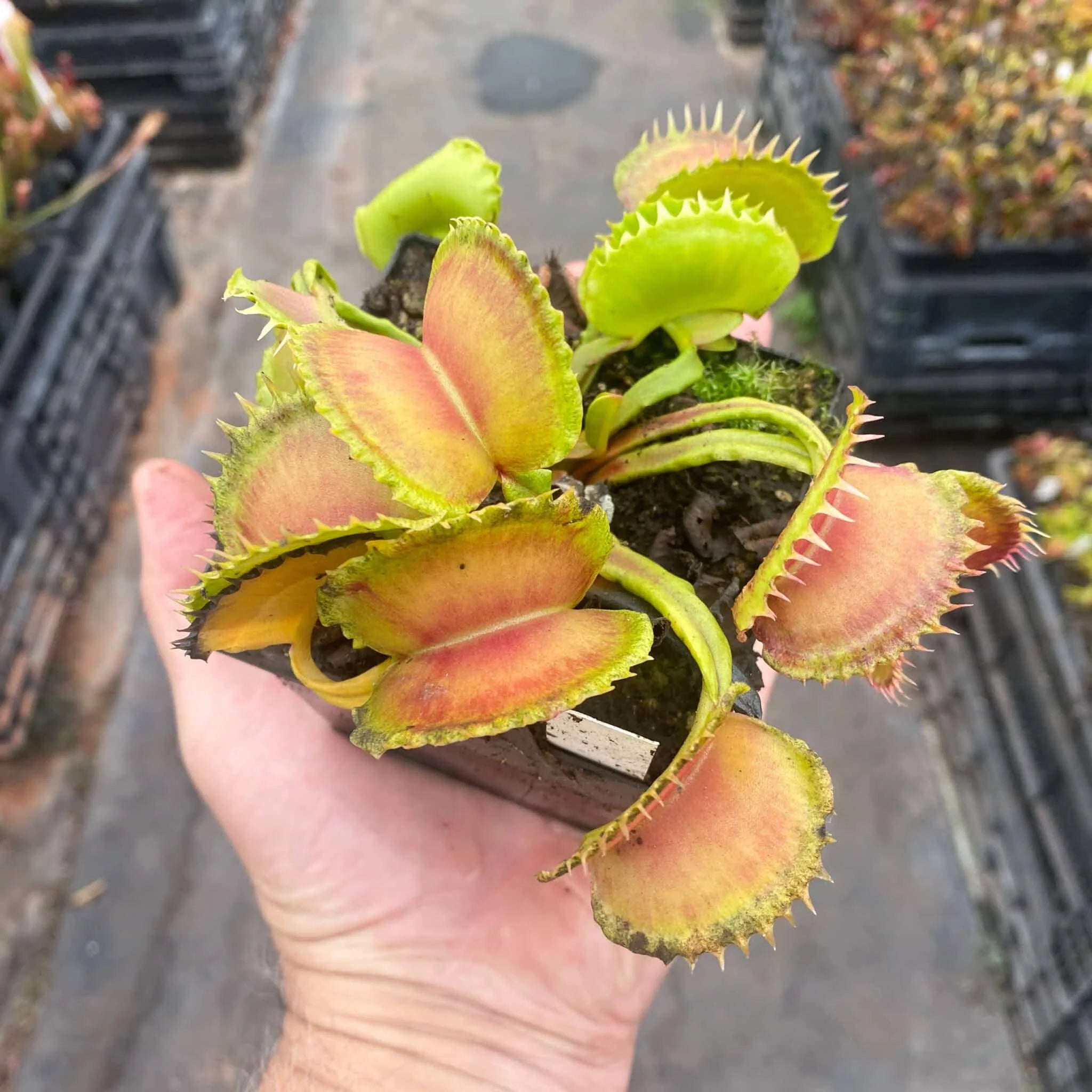 Dionaea muscipula „CK Monster“ 大森食虫植物農園