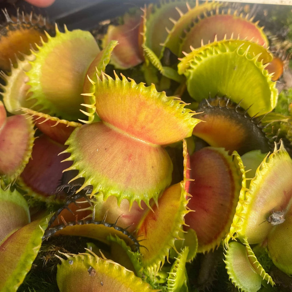 Dionaea muscipula „CK Monster“ 大森食虫植物農園