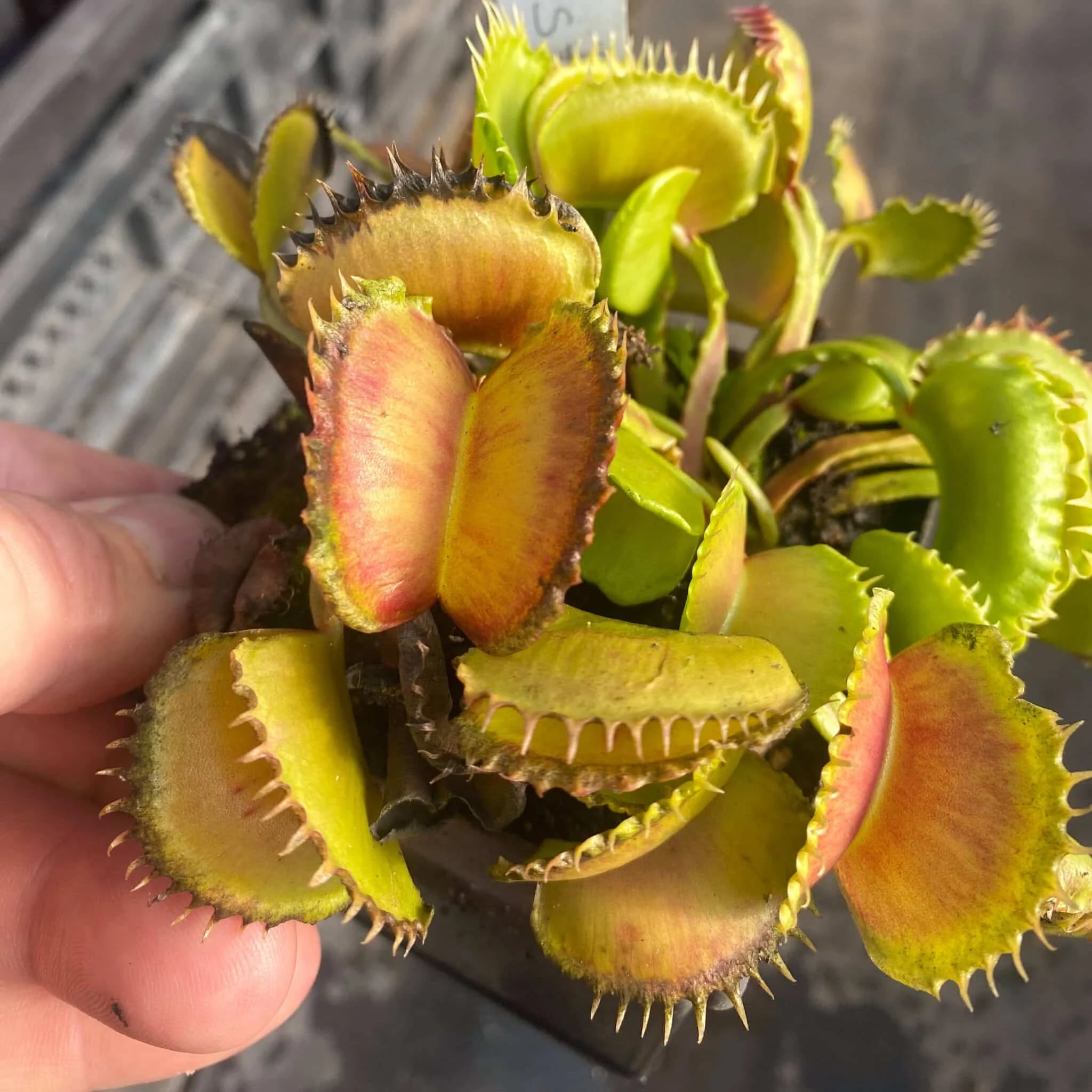 Dionaea muscipula „CK Monster“ 大森食虫植物農園
