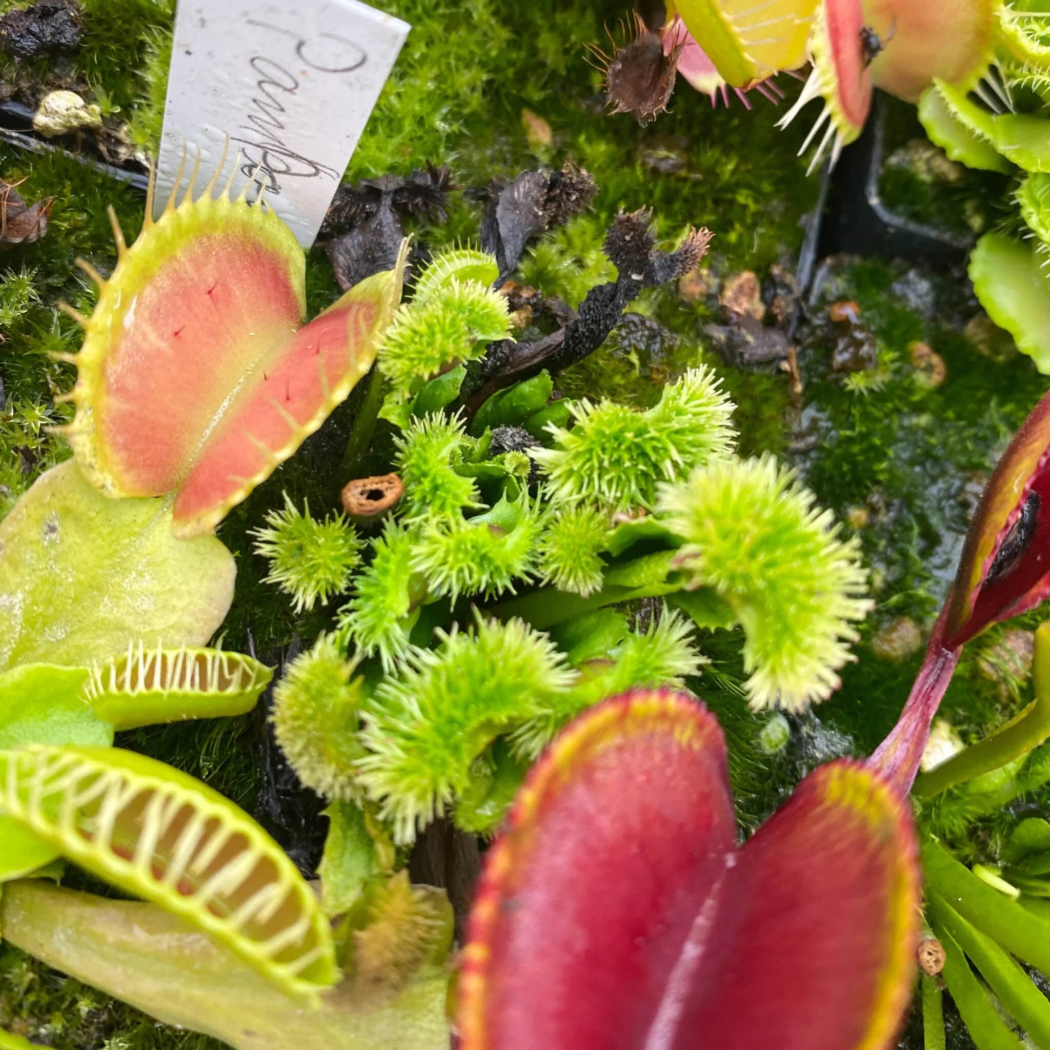Dionaea muscipula „CK Pompom“ 大森食虫植物農園