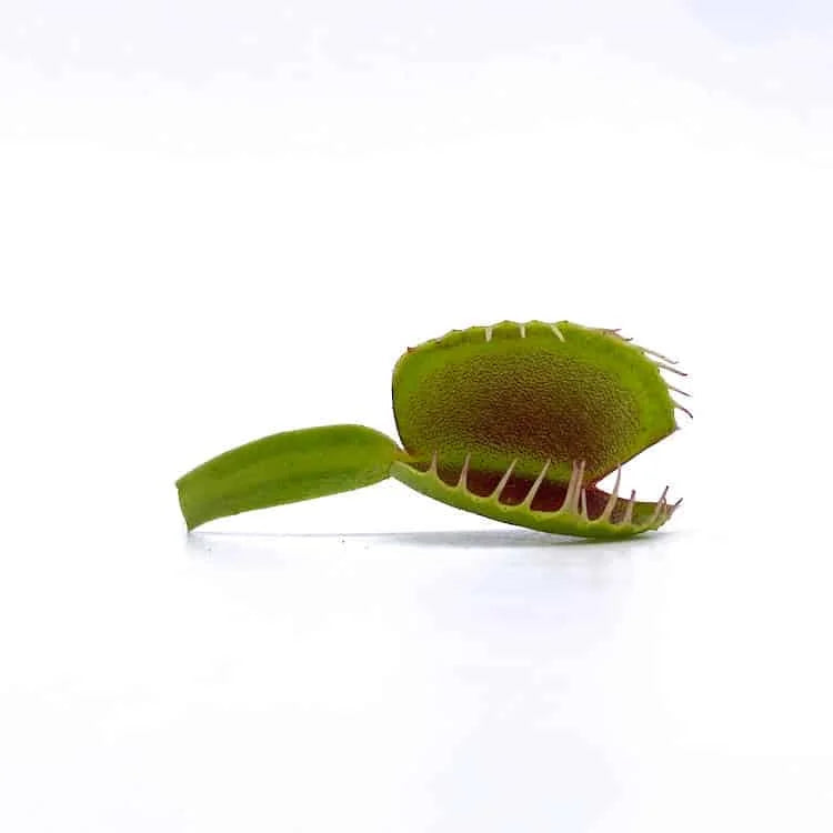 Dionaea muscipula „CK Quadrotrap“ 大森食虫植物農園