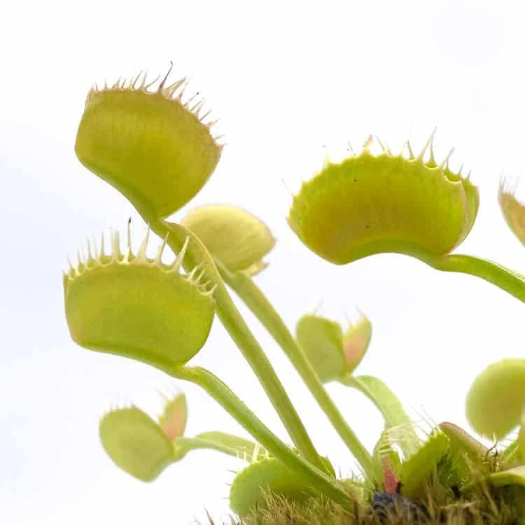 Dionaea muscipula „CK Quadrotrap“ 大森食虫植物農園