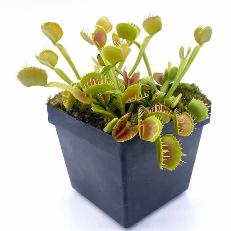 Dionaea muscipula „CK Quadrotrap“ 大森食虫植物農園