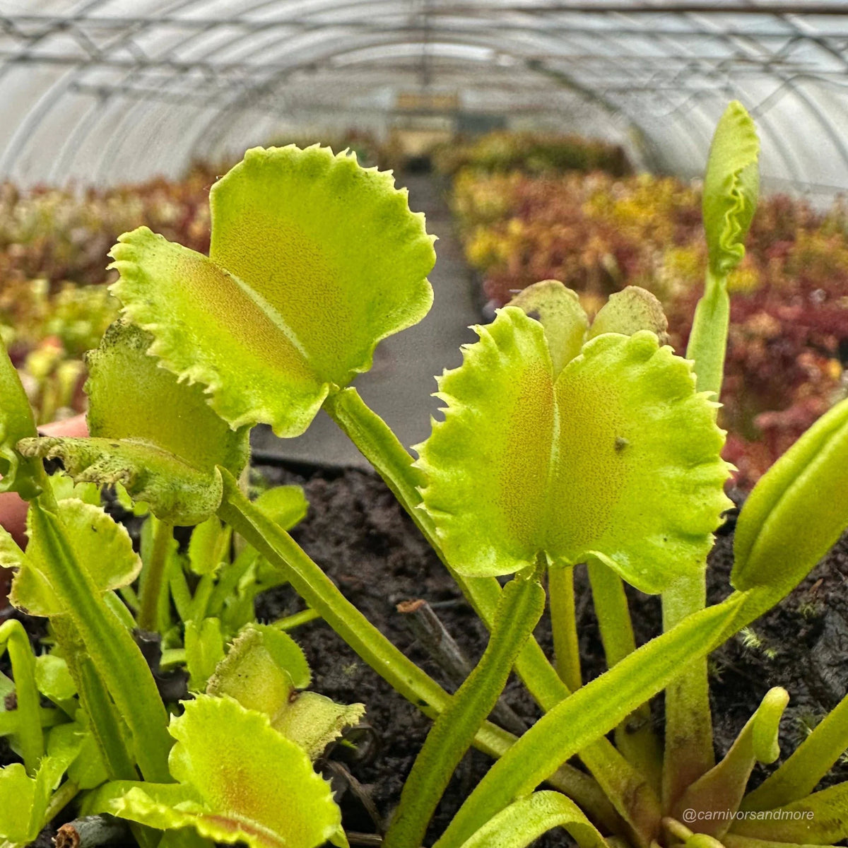 Dionaea muscipula „CK Razor Basket“ 大森食虫植物農園