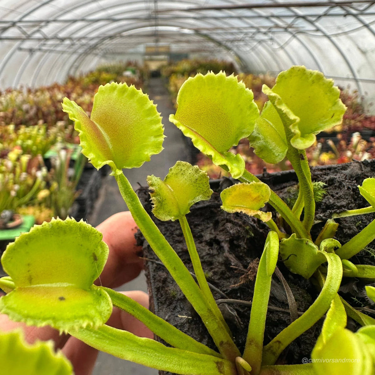 Dionaea muscipula „CK Razor Basket“ 大森食虫植物農園