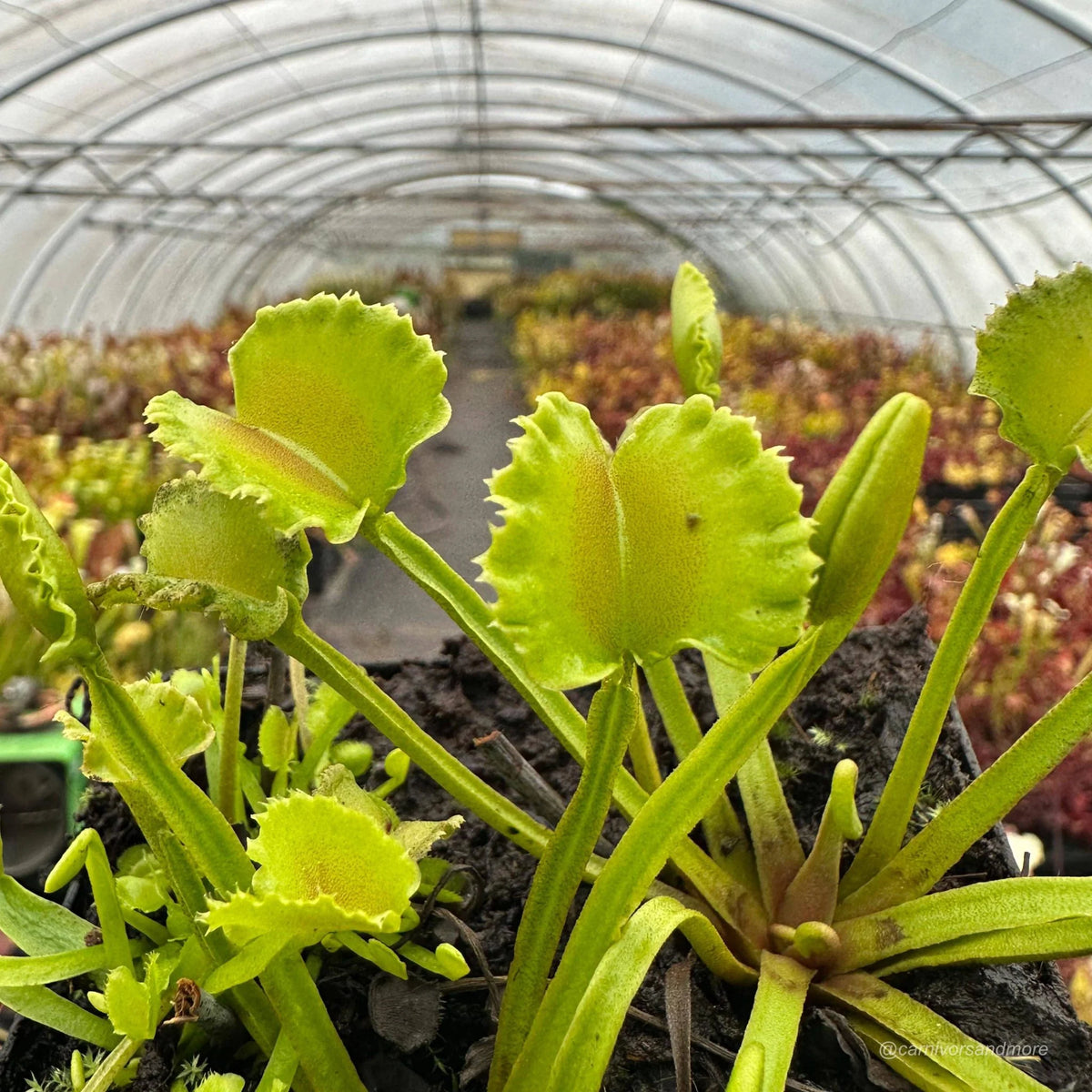 Dionaea muscipula „CK Razor Basket“ 大森食虫植物農園