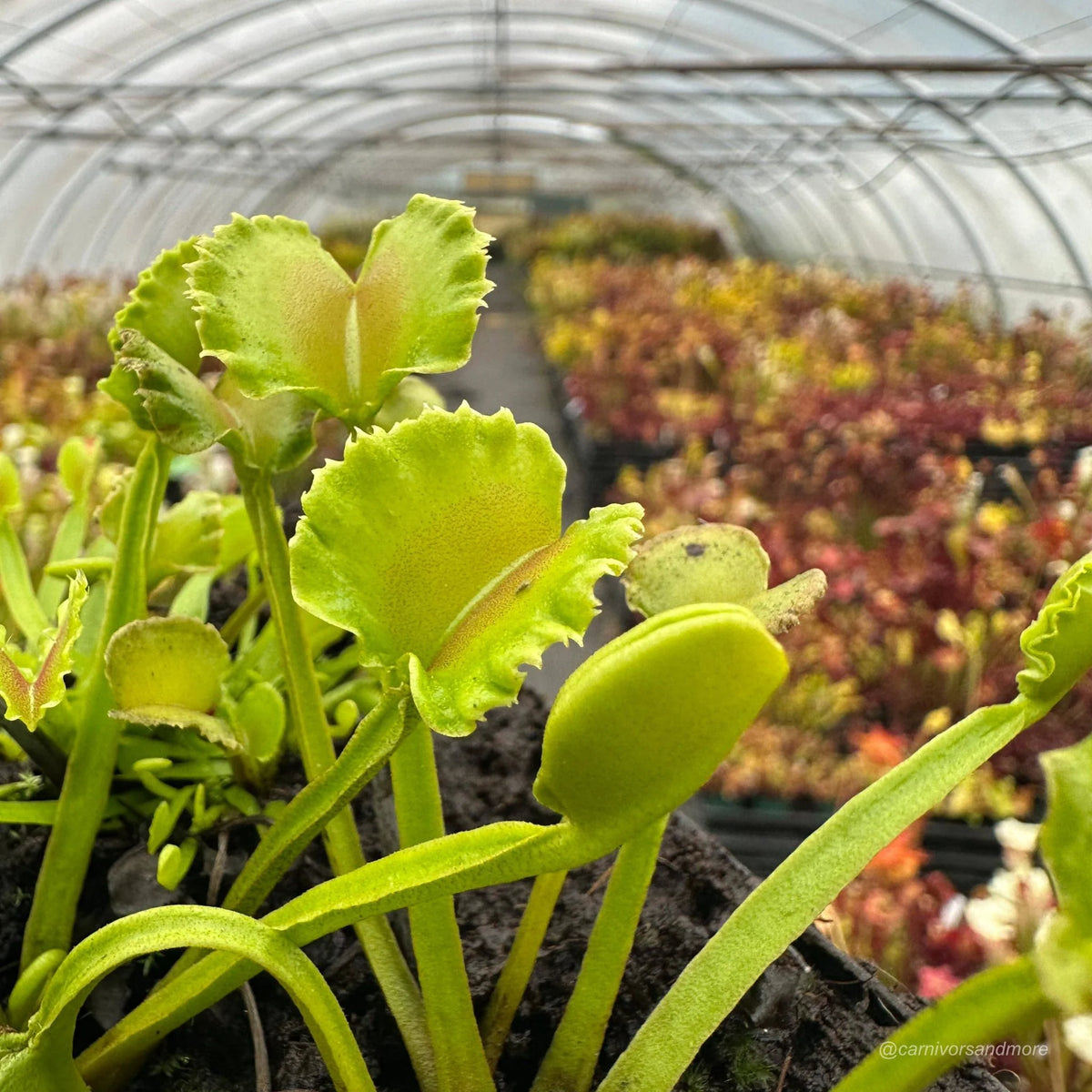 Dionaea muscipula „CK Razor Basket“ 大森食虫植物農園
