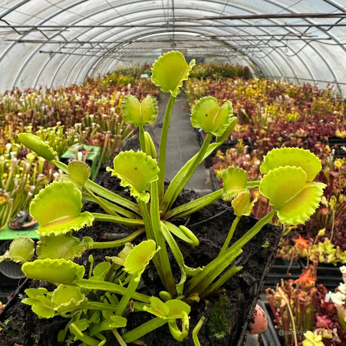 Dionaea muscipula „CK Razor Basket“ 大森食虫植物農園