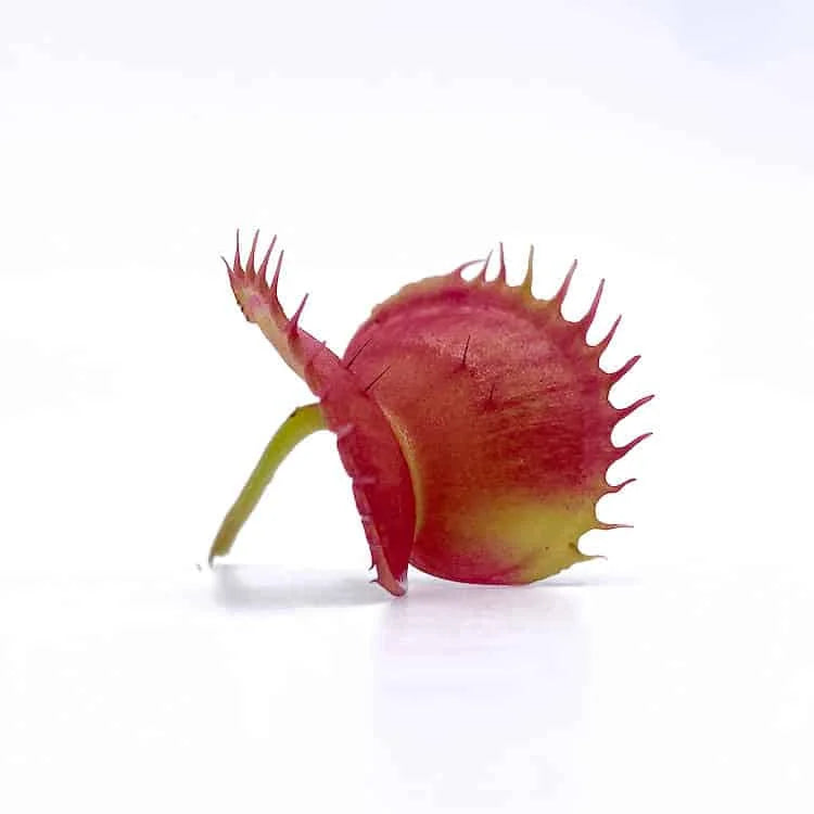 Dionaea muscipula „CK Rottweiler“ 大森食虫植物農園