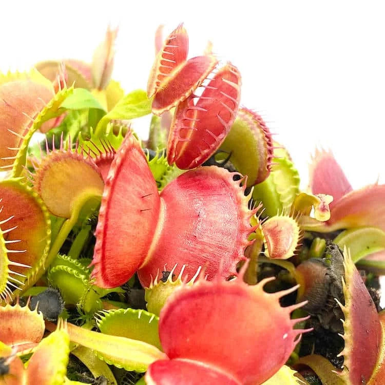 Dionaea muscipula „CK Rottweiler“ 大森食虫植物農園