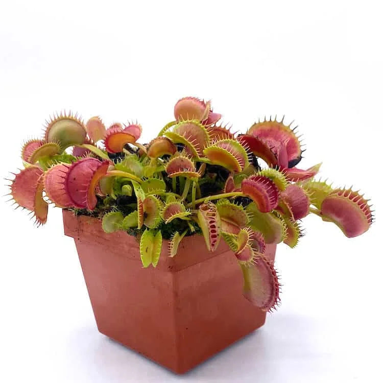 Dionaea muscipula “CK Rottweiler“ 大森食虫植物農園