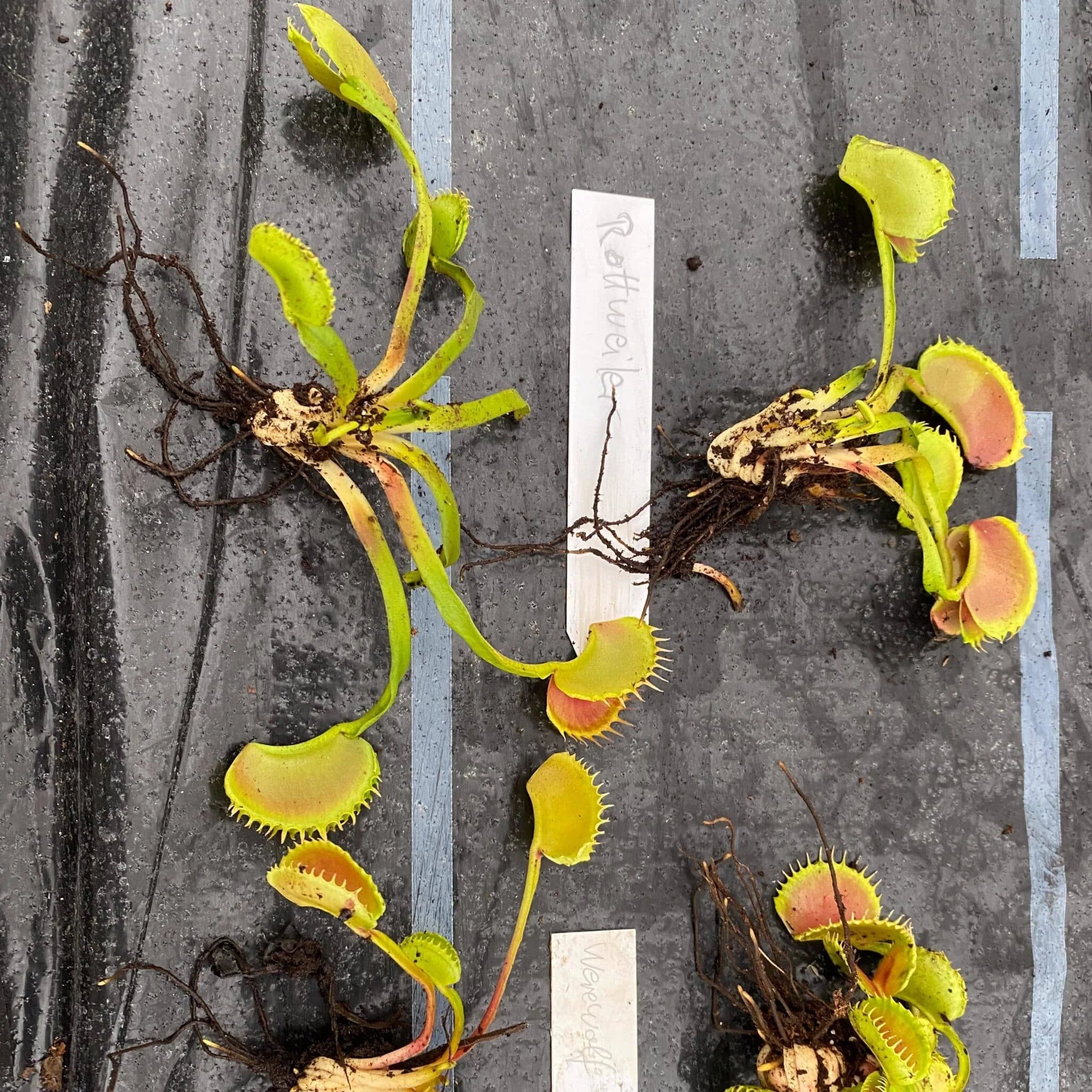 Dionaea muscipula „CK Rottweiler“ 大森食虫植物農園