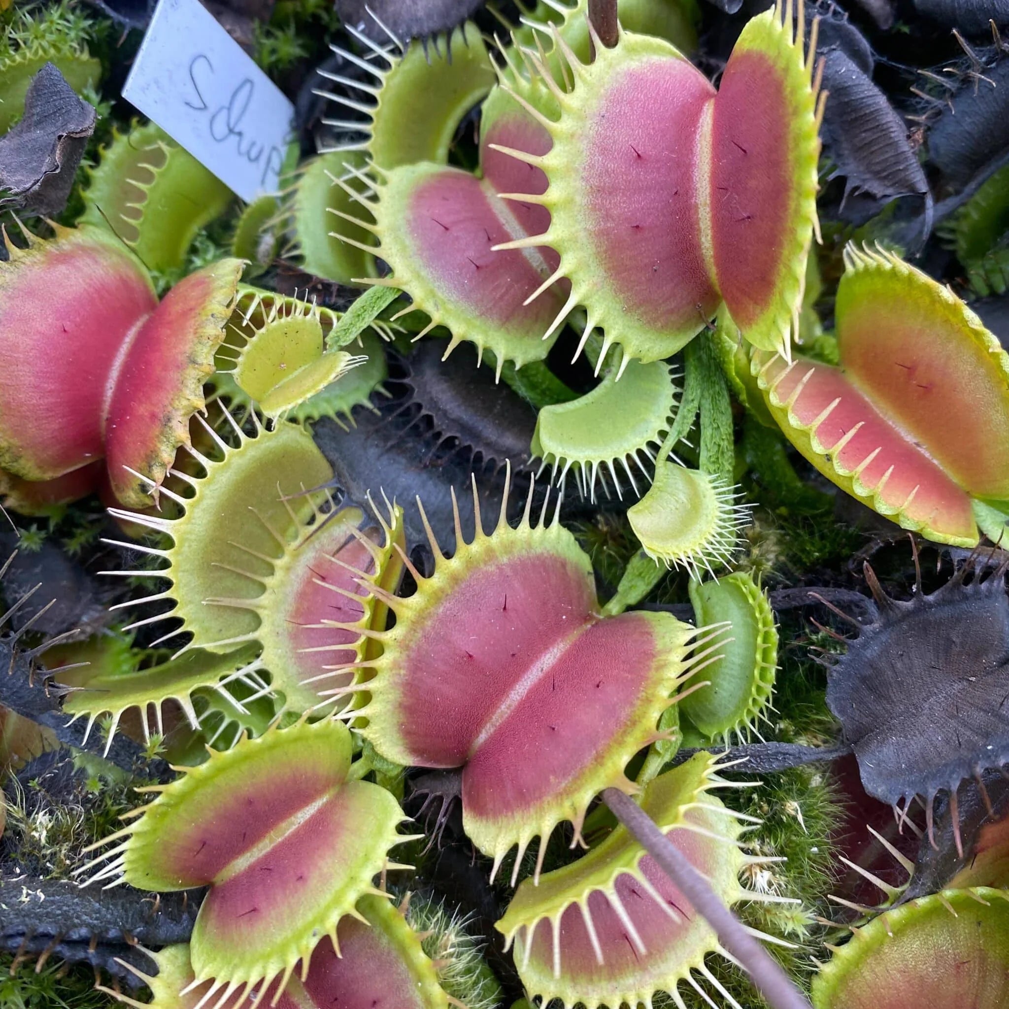 Dionaea muscipula „CK Schuppenstiel“ 大森食虫植物農園