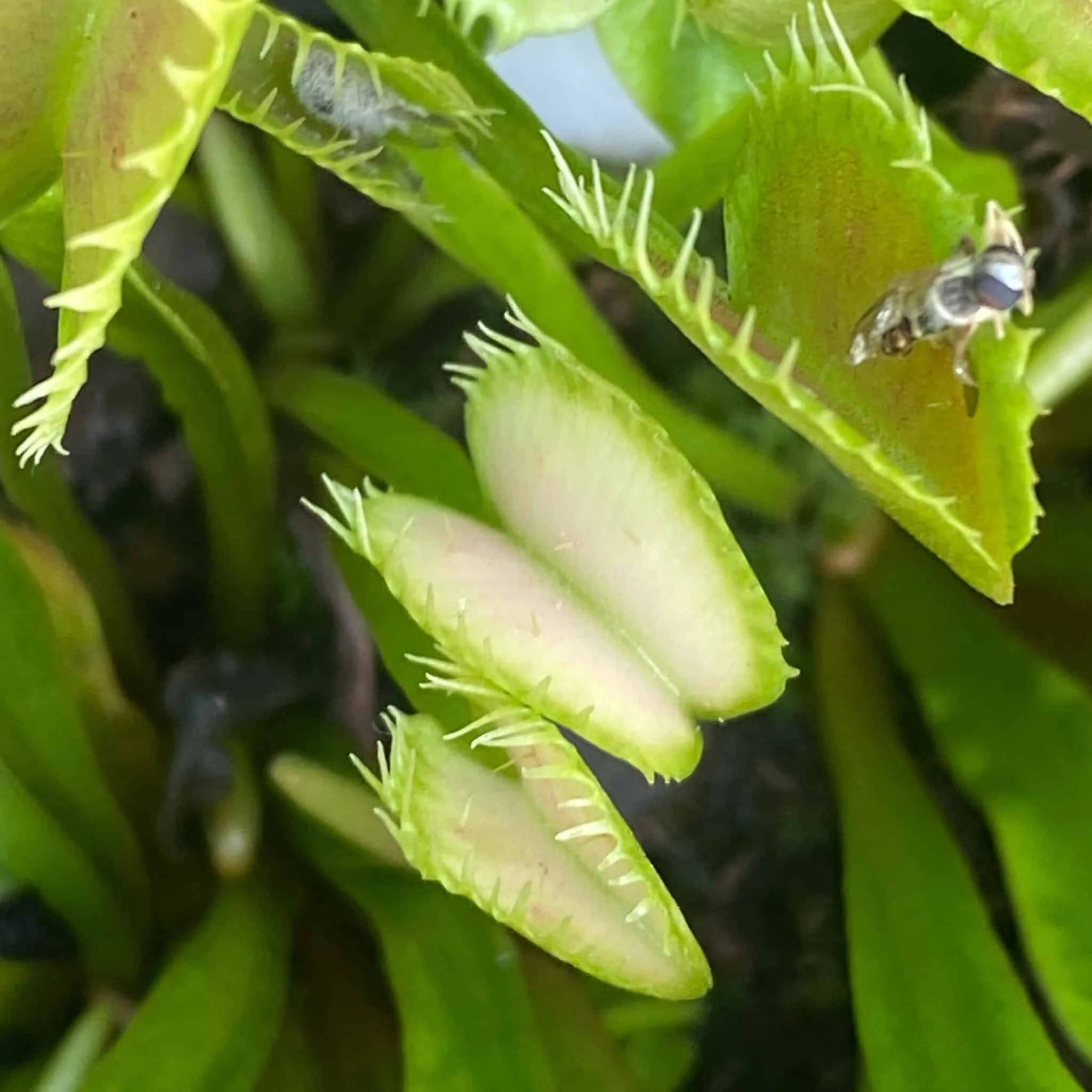 Dionaea muscipula „CK Solaris“ 大森食虫植物農園