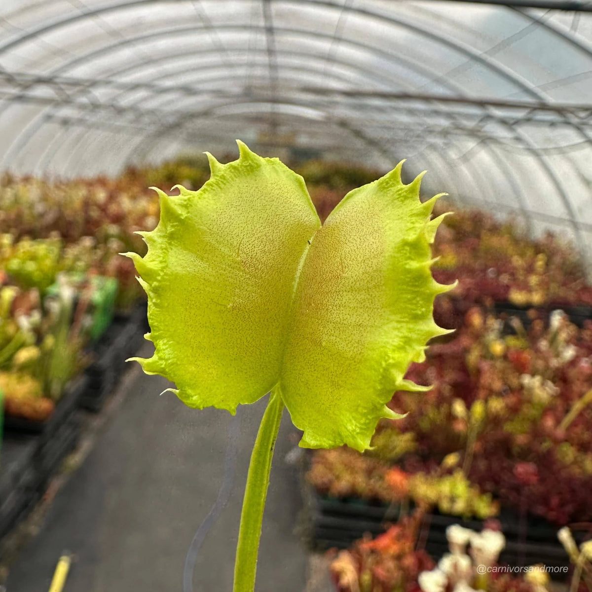 Dionaea muscipula „CK Spiky Joe“ 大森食虫植物農園