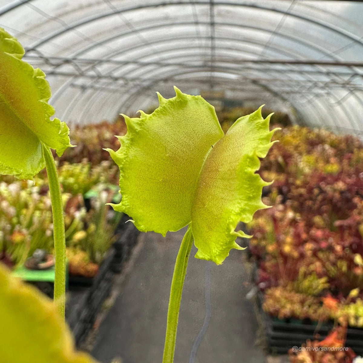 Dionaea muscipula „CK Spiky Joe“ 大森食虫植物農園