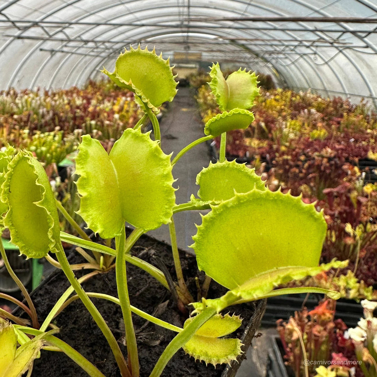 Dionaea muscipula „CK Spiky Joe“ 大森食虫植物農園
