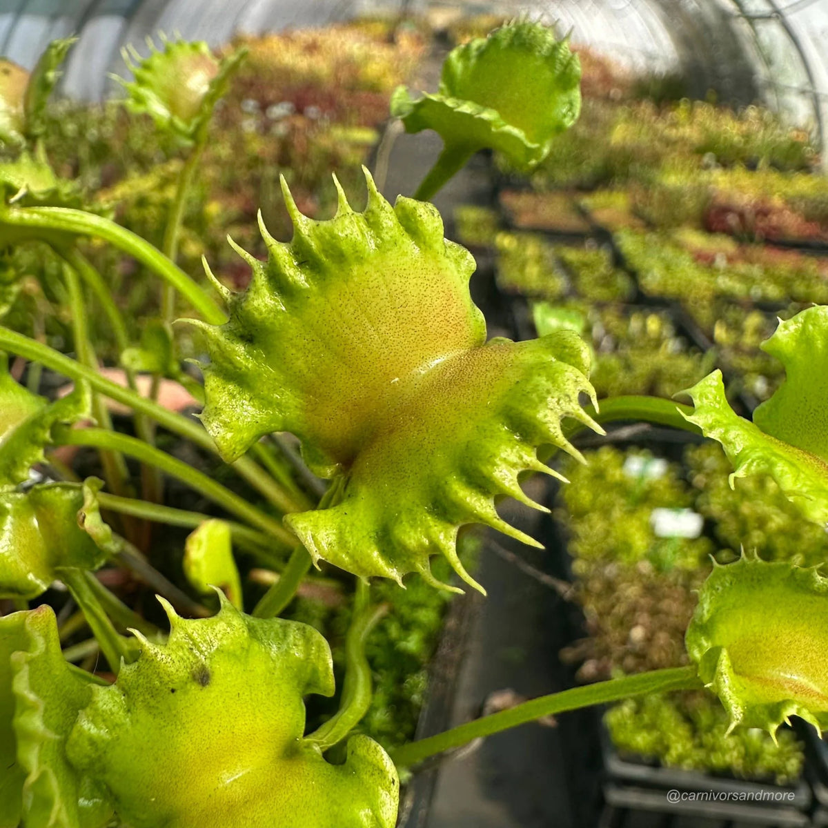 Dionaea muscipula „CK Toxic Lips“ 大森食虫植物農園