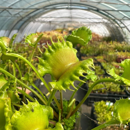 Dionaea muscipula „CK Toxic Lips“ 大森食虫植物農園
