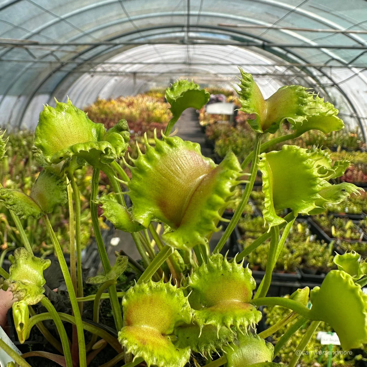 Dionaea muscipula „CK Toxic Lips“ 大森食虫植物農園