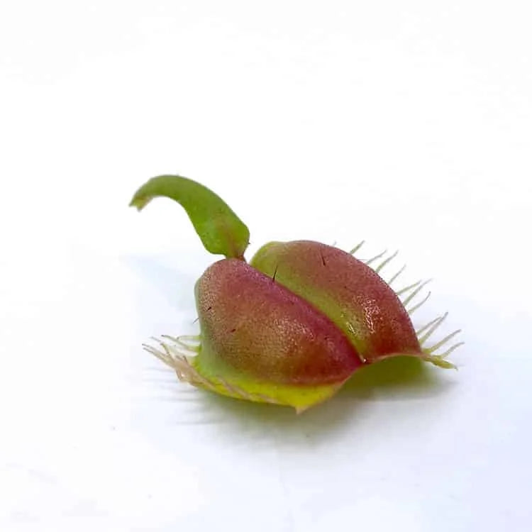 Dionaea muscipula „CK Umgekrempelt“ 大森食虫植物農園