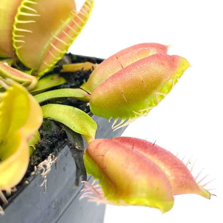 Dionaea muscipula „CK Umgekrempelt“ 大森食虫植物農園