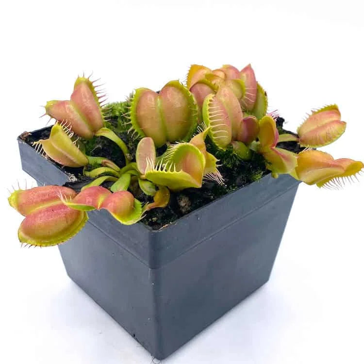 Dionaea muscipula “CK Umgekrempelt“ 大森食虫植物農園