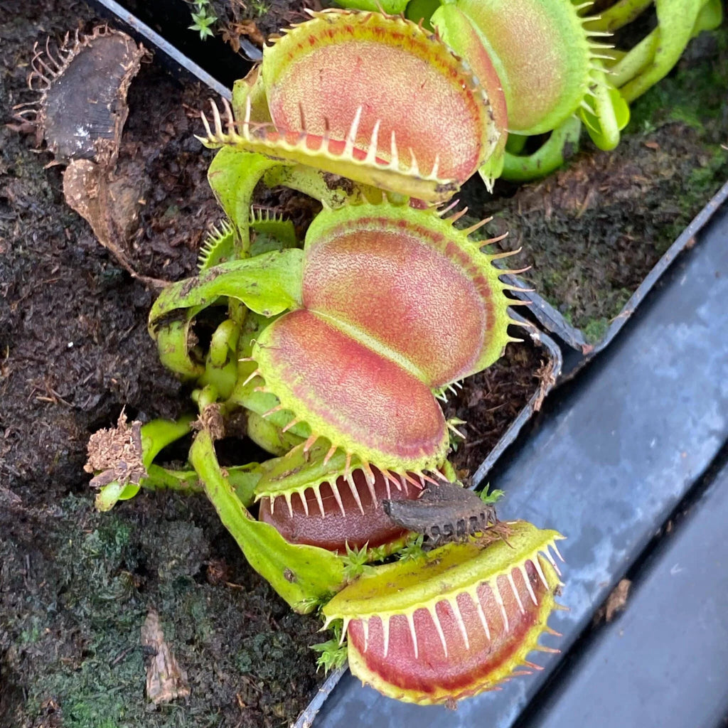 Dionaea muscipula „CK WB 21/3“ 大森食虫植物農園