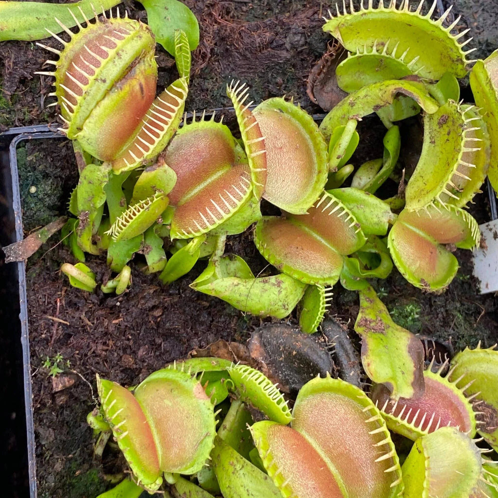 Dionaea muscipula “CK WB 21/3“ 大森食虫植物農園