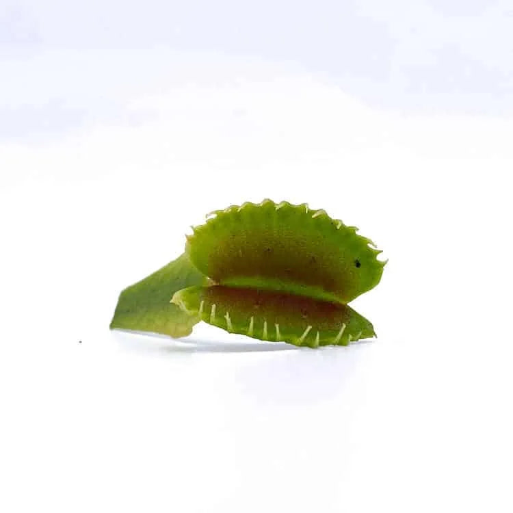 Dionaea muscipula „CK WB 4“ 大森食虫植物農園
