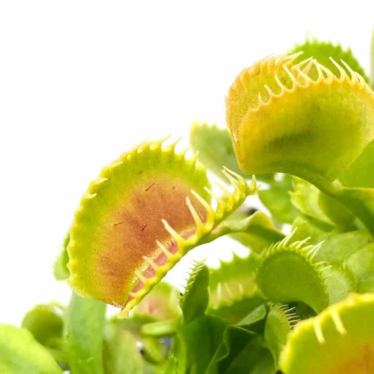 Dionaea muscipula „CK WB 4“ 大森食虫植物農園