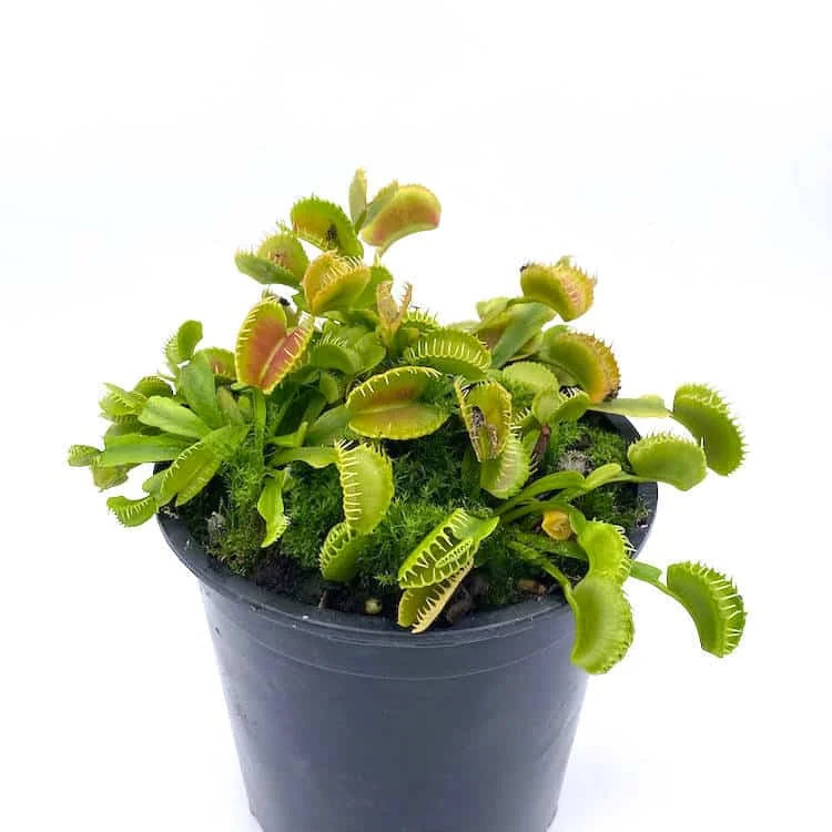 Dionaea muscipula „CK WB 4“ 大森食虫植物農園