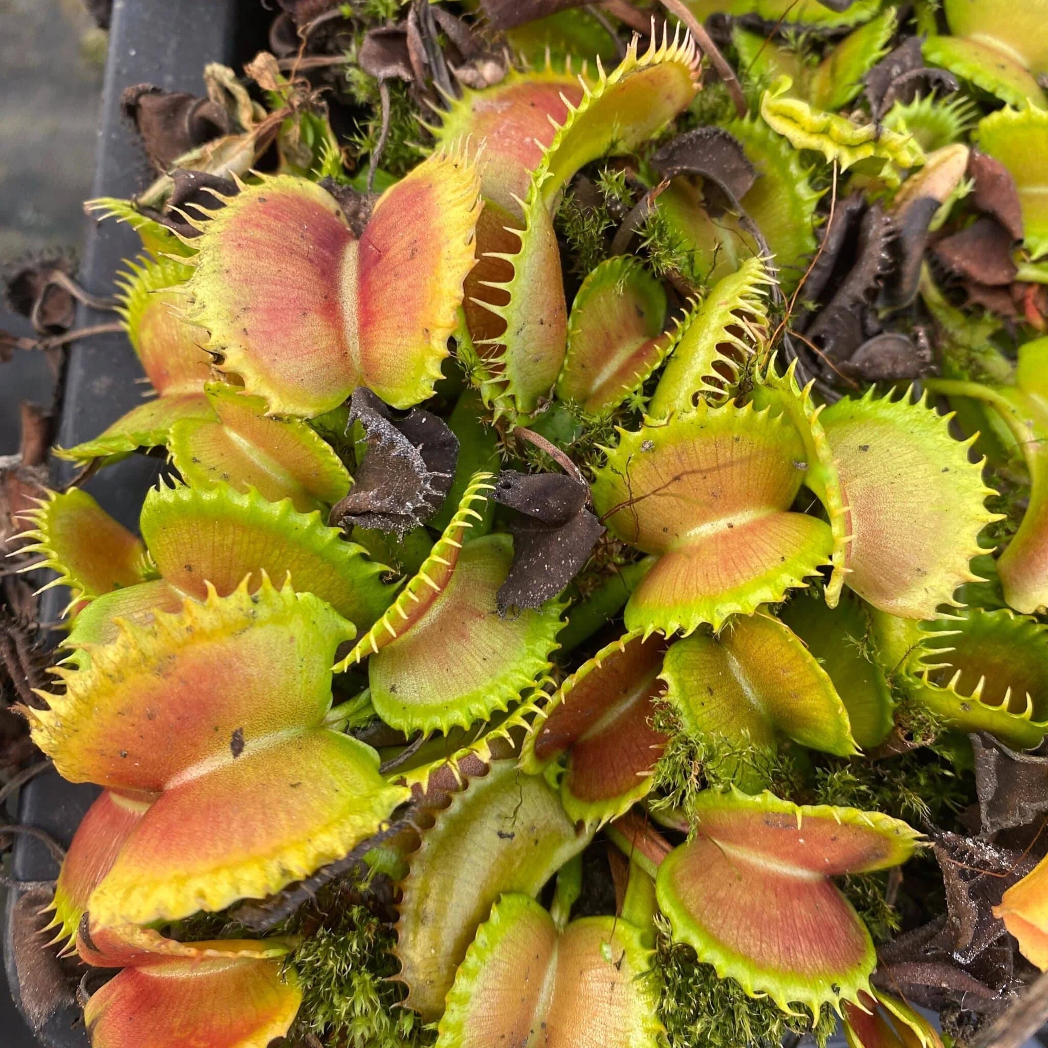 Dionaea muscipula „CK WW 7“ 大森食虫植物農園