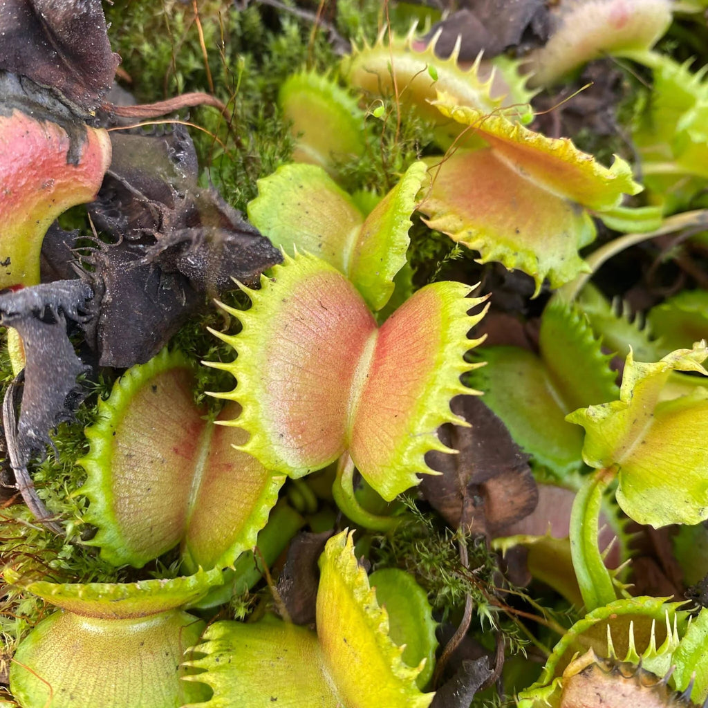 Dionaea muscipula „CK WW 7“ 大森食虫植物農園