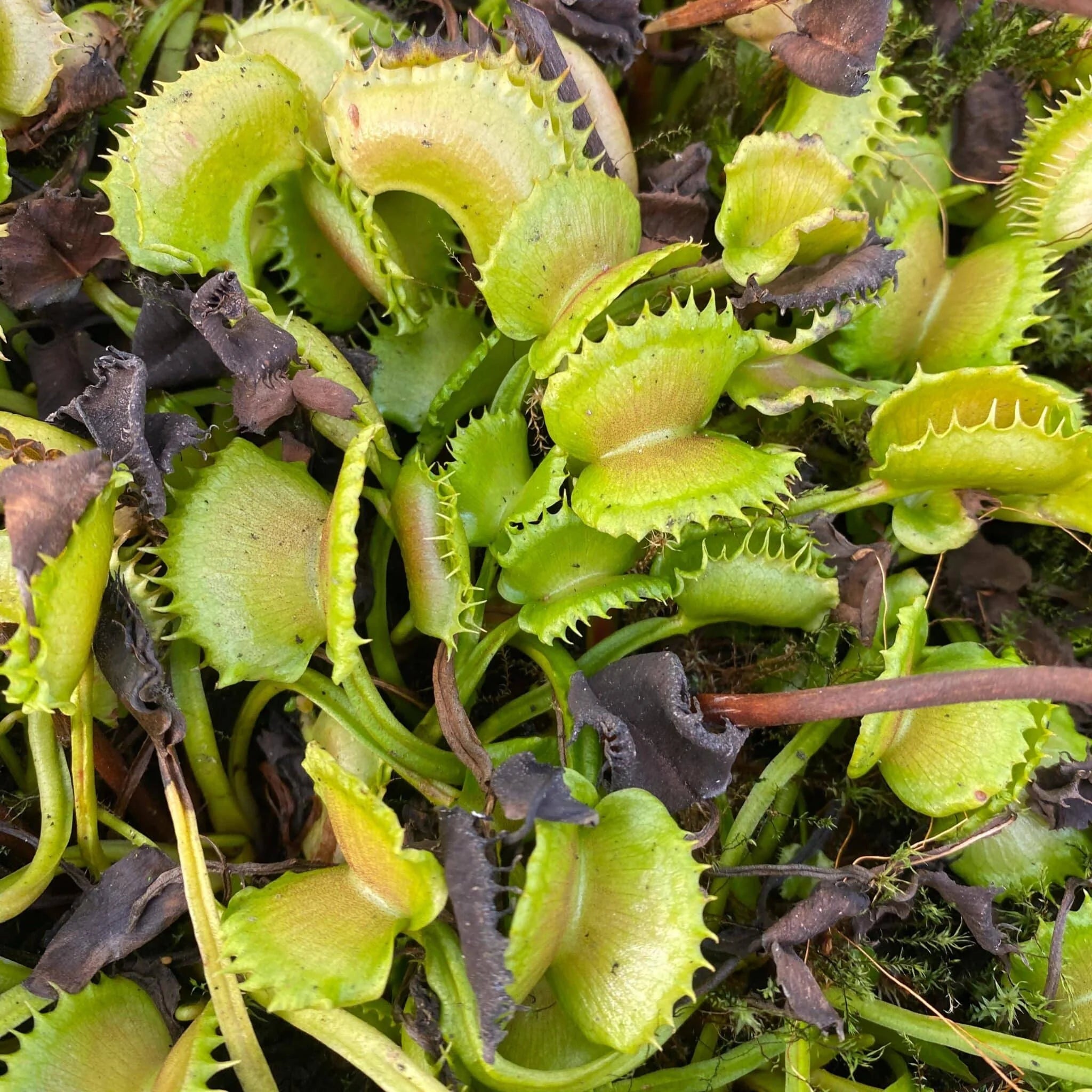 Dionaea muscipula „CK WW 7“ 大森食虫植物農園