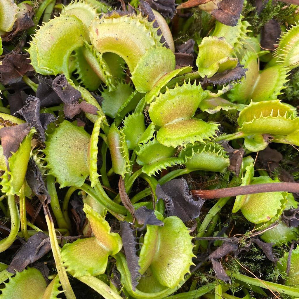 Dionaea muscipula “CK WW 7“ 大森食虫植物農園