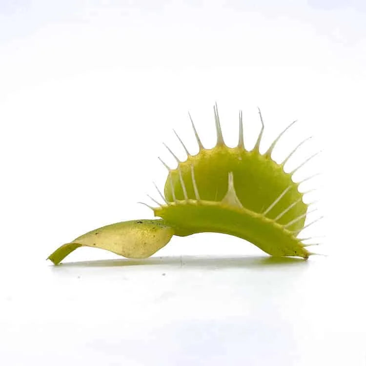 Dionaea muscipula „CK Yellow Fused Teeth, new clone“ 大森食虫植物農園