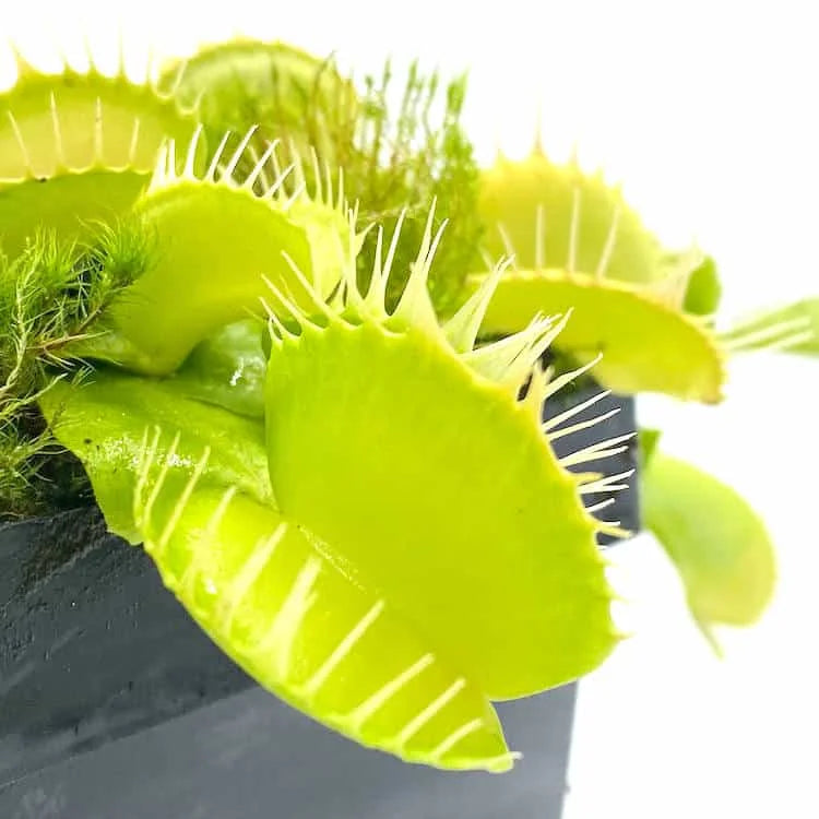 Dionaea muscipula „CK Yellow Fused Teeth, new clone“ 大森食虫植物農園