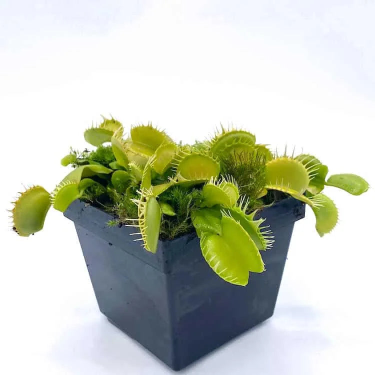 Dionaea muscipula “CK Yellow Fused Teeth, new clone“ 大森食虫植物農園