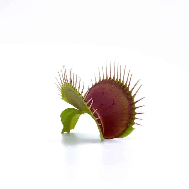 Dionaea muscipula „Carolina state Beach Park“ 大森食虫植物農園