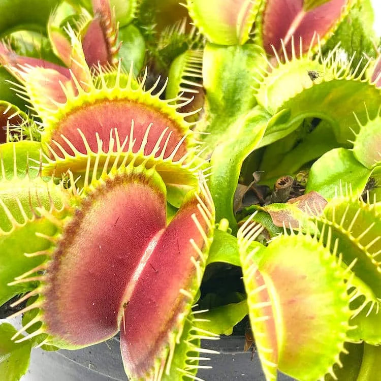 Dionaea muscipula „Carolina state Beach Park“ 大森食虫植物農園