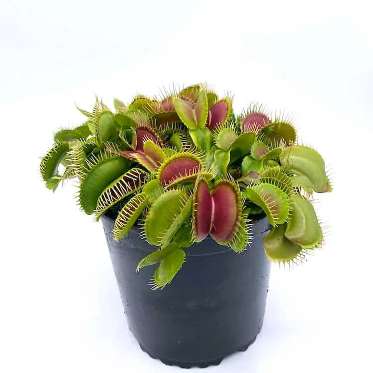Dionaea muscipula „Carolina state Beach Park“ 大森食虫植物農園