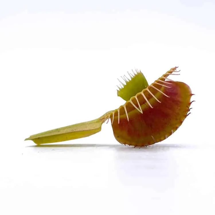 Dionaea muscipula „Cerberus“ 大森食虫植物農園