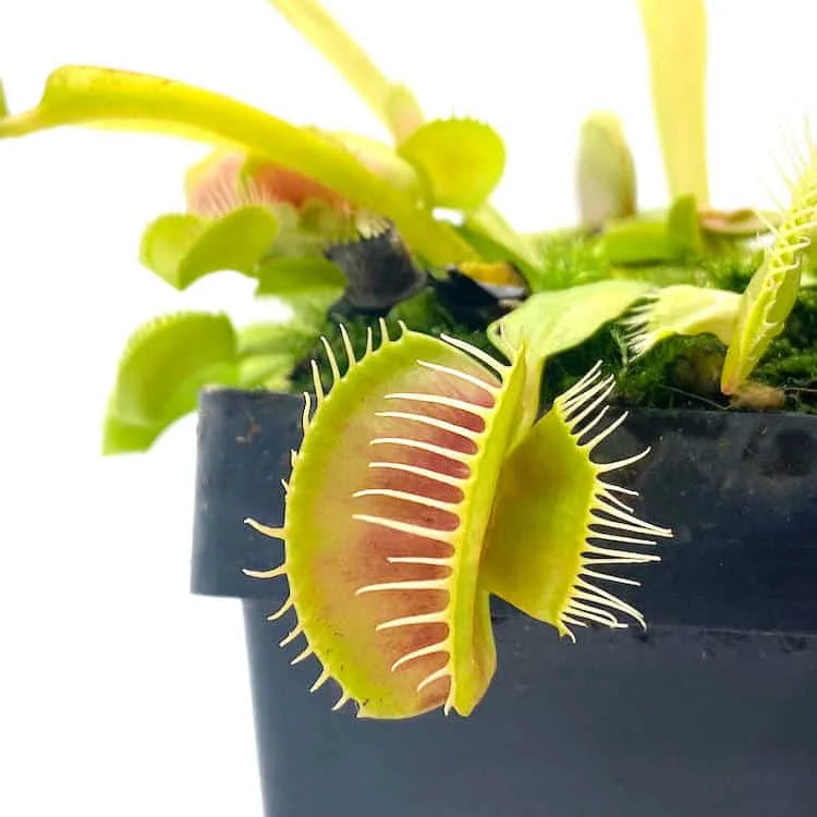 Dionaea muscipula „Cerberus“ 大森食虫植物農園