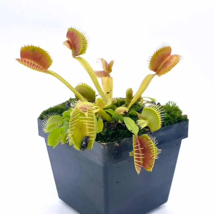 Dionaea muscipula „Cerberus“ 大森食虫植物農園