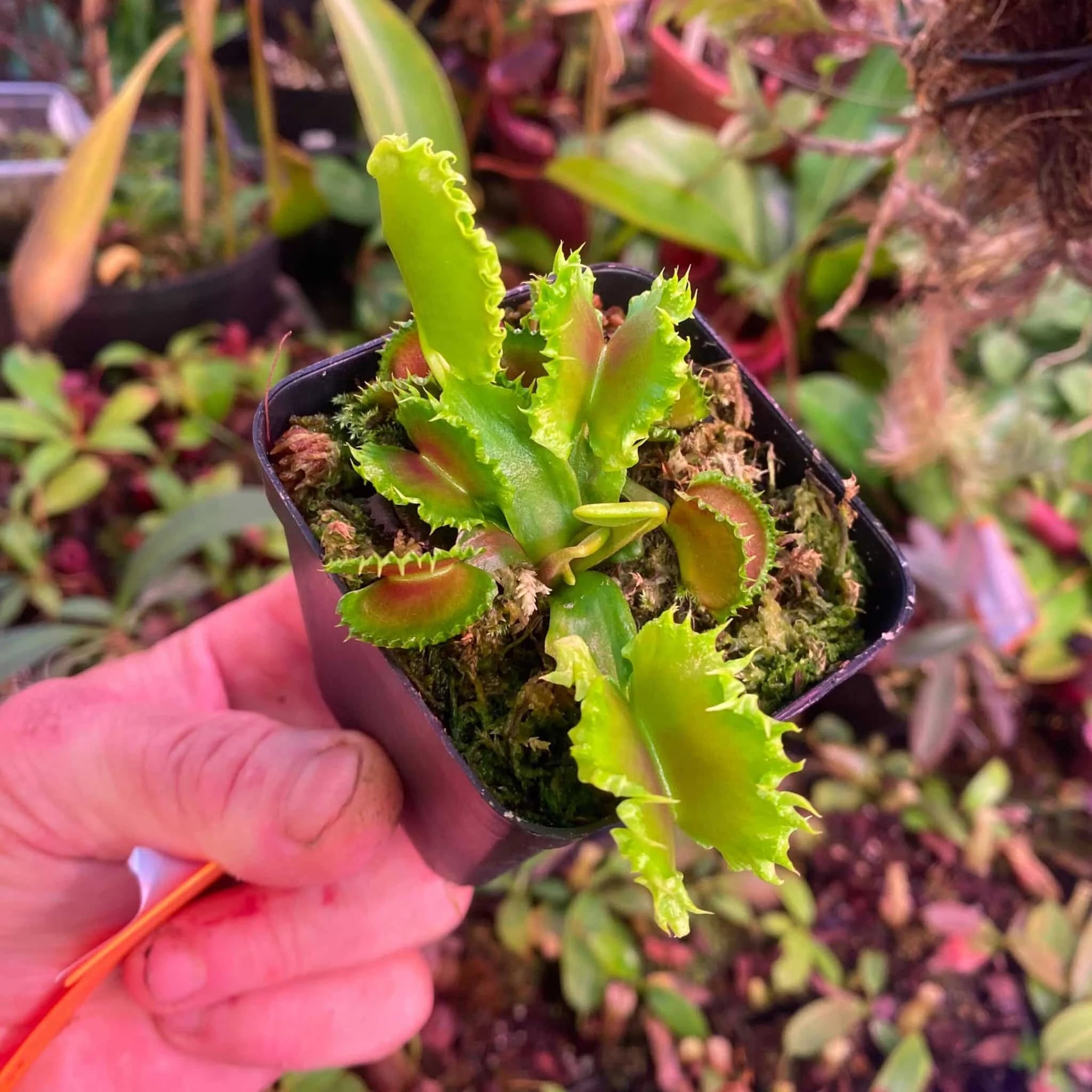 Dionaea muscipula „Chinese Dumpling“ 大森食虫植物農園
